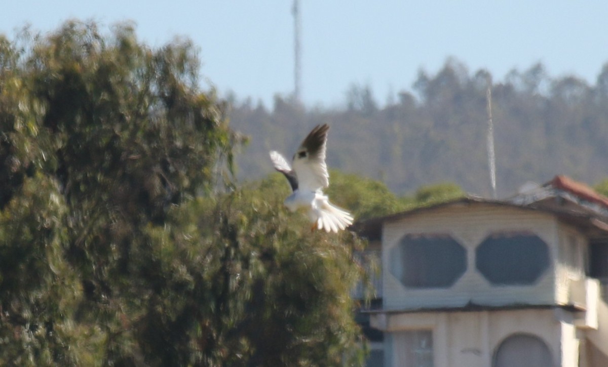White-tailed Kite - ML417782251