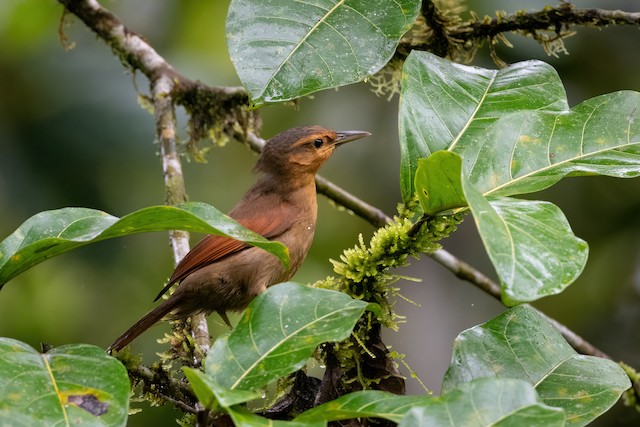 Buff-fronted Foliage-gleaner