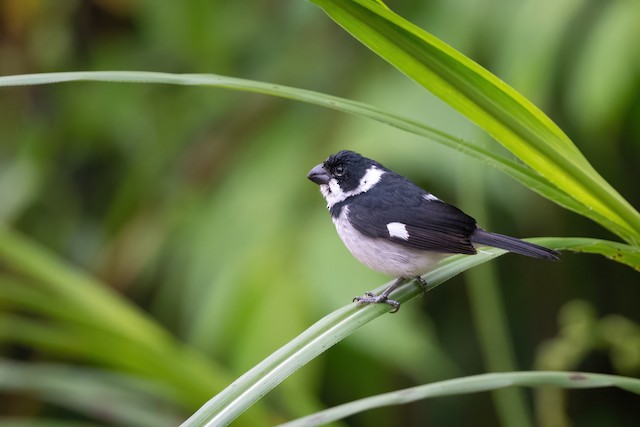 Variable Seedeater