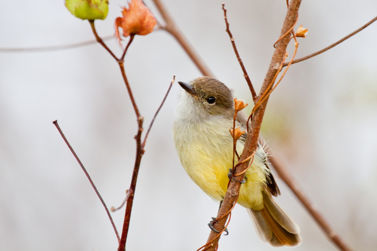 Galapagos Flycatcher - Sue Wright