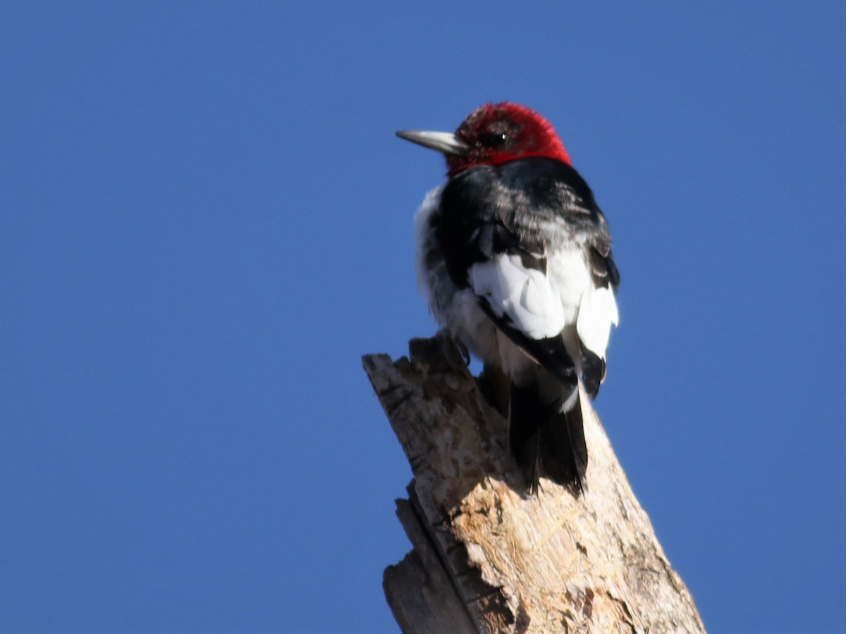 Red-headed Woodpecker - Brent Galliart