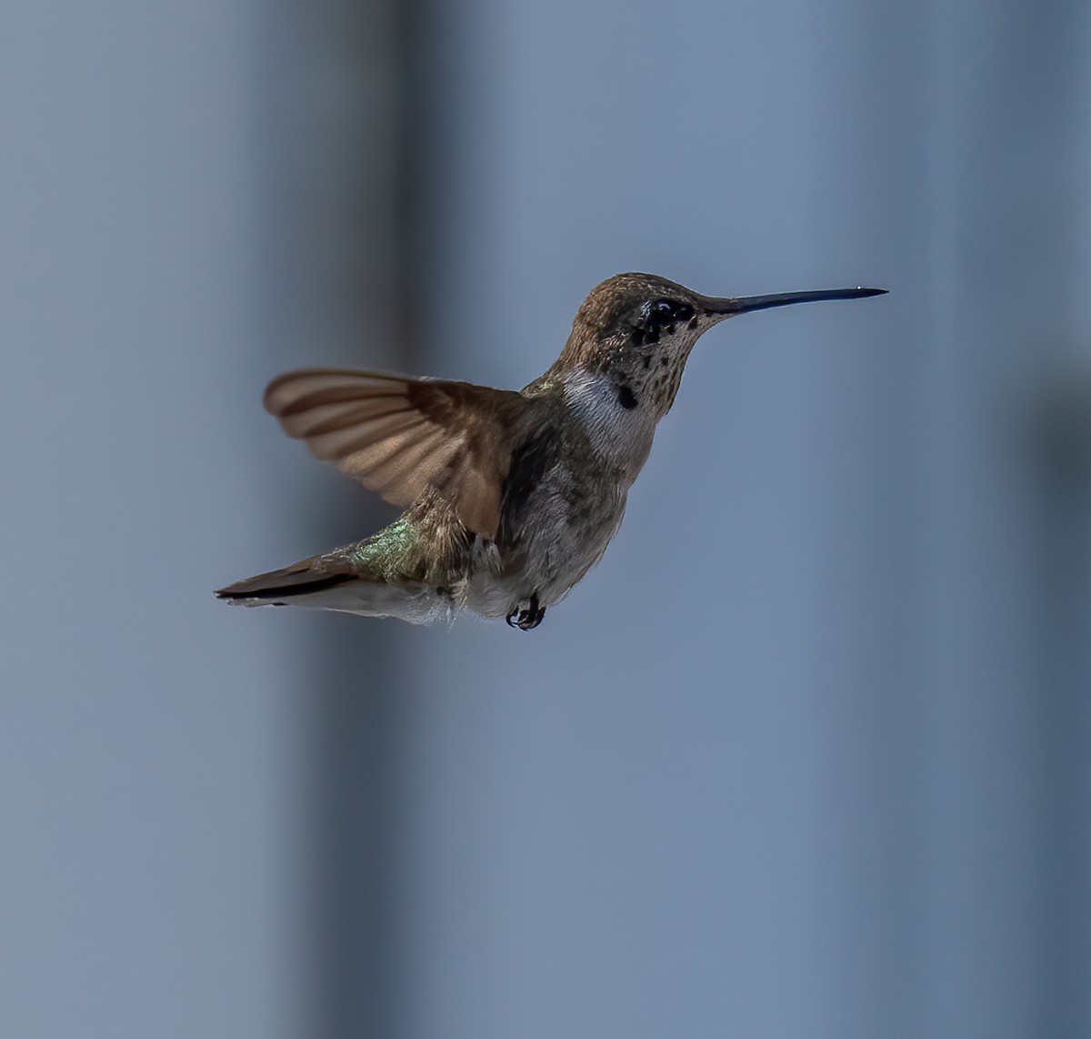 Black-chinned Hummingbird - Edde Burgess