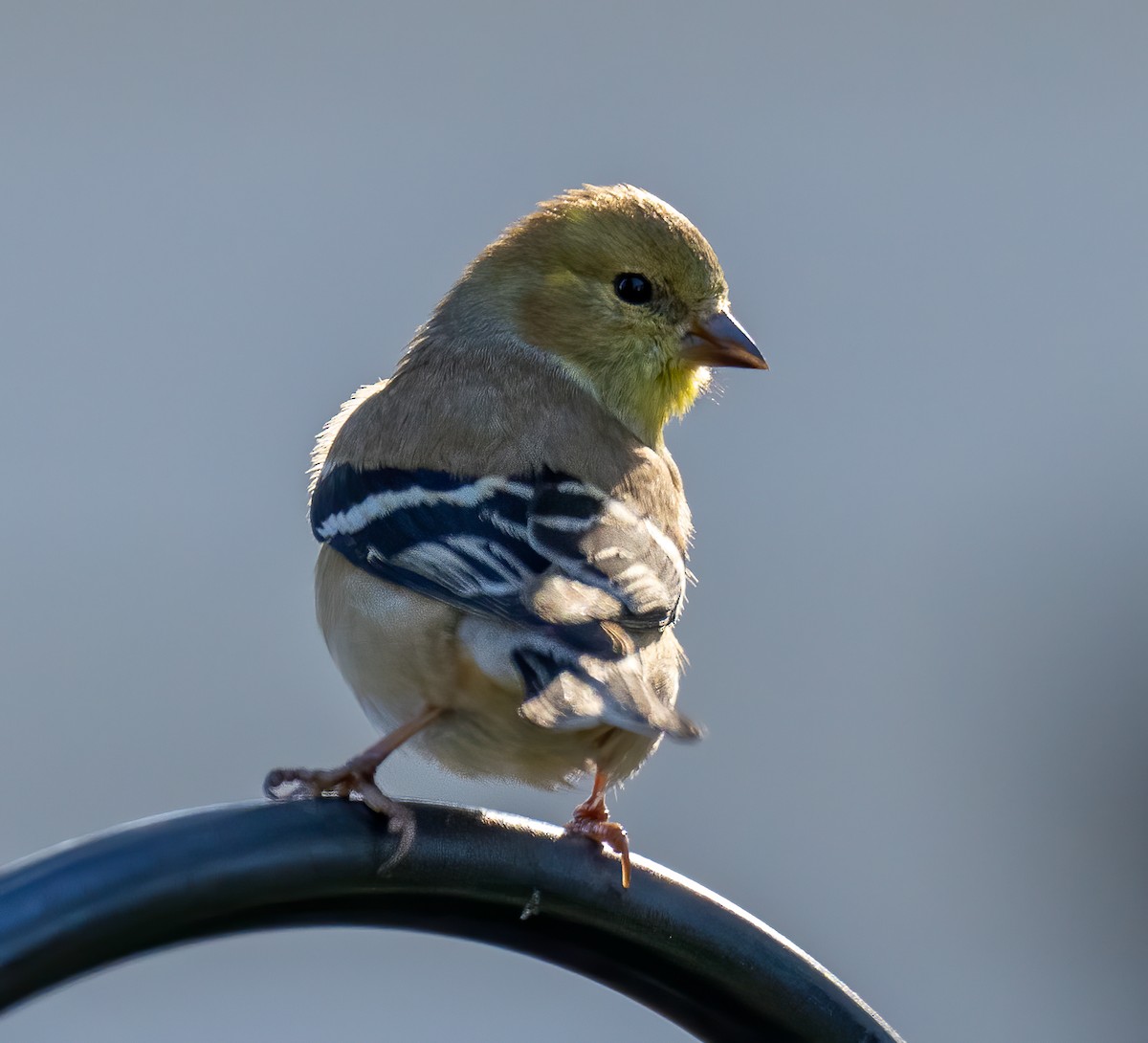 American Goldfinch - Edde Burgess