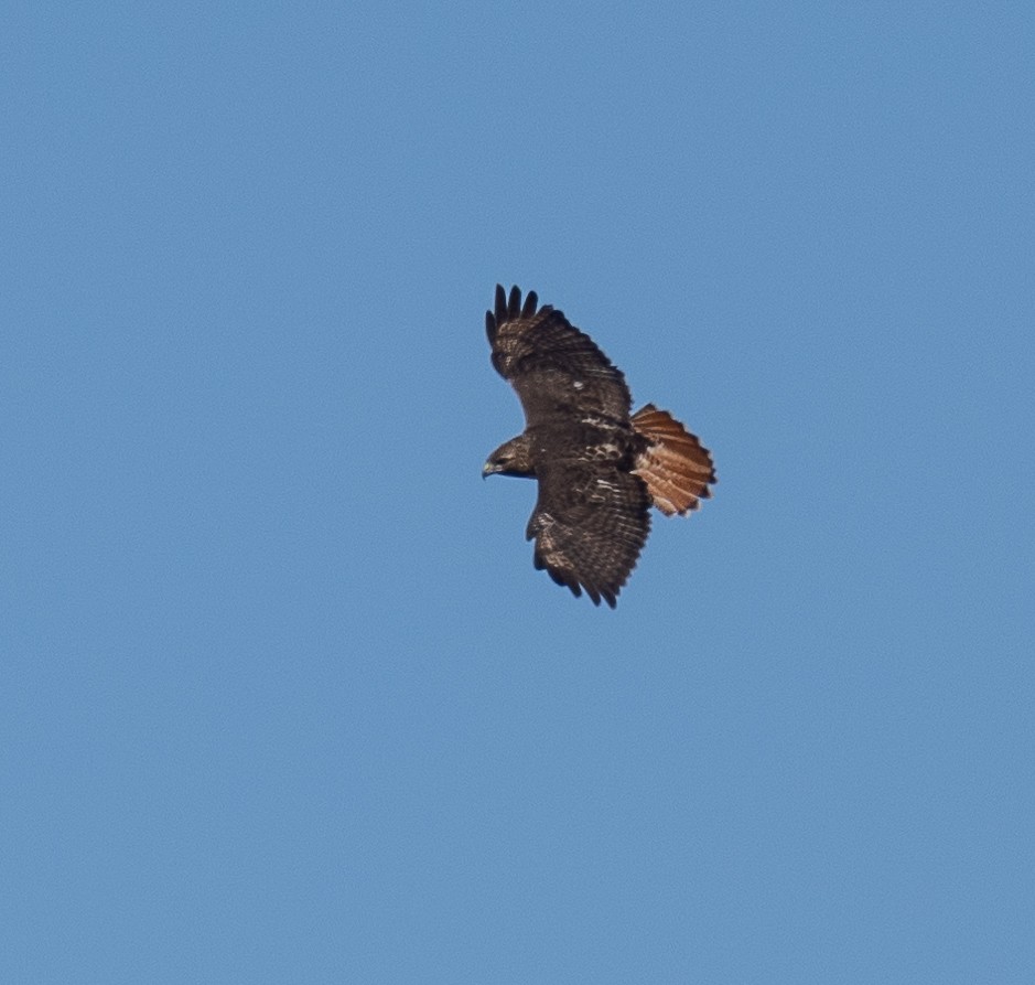 Red-tailed Hawk - Edde Burgess