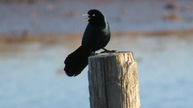 Boat-tailed Grackle - ML417790541