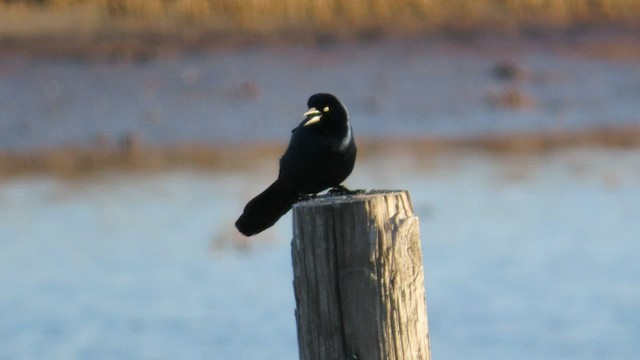 Boat-tailed Grackle - ML417790651
