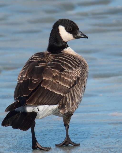 Cackling Goose - eBird