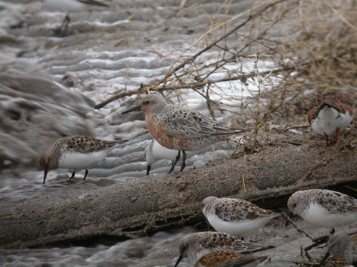 Red Knot - ML417791671