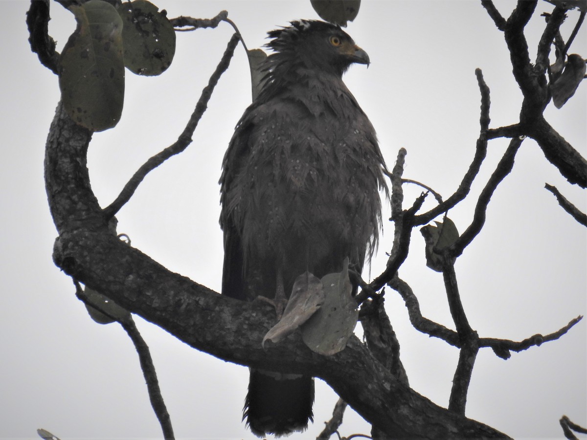Crested Serpent-Eagle - ML417797291