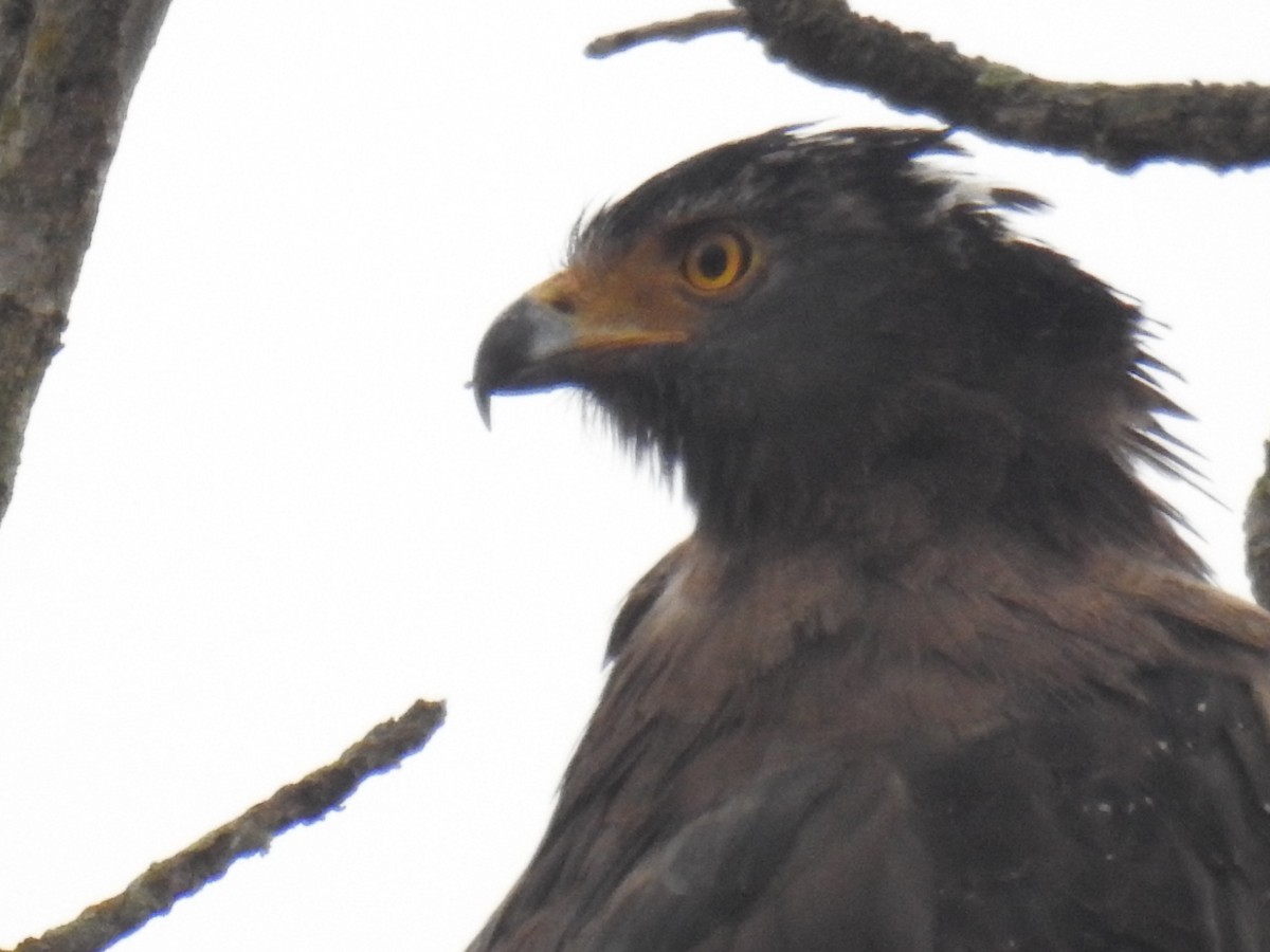 Crested Serpent-Eagle - ML417797651
