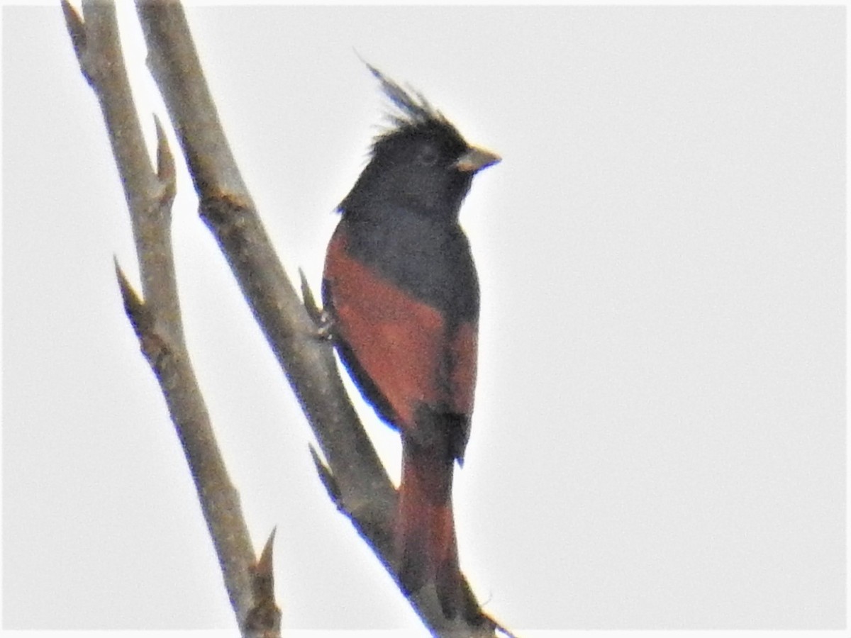 Crested Bunting - ML417799631