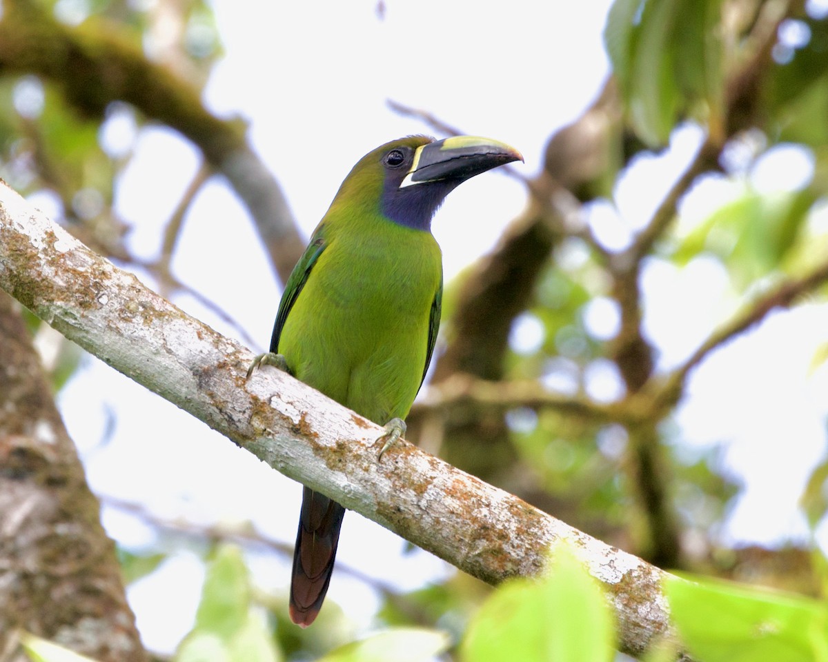 Northern Emerald-Toucanet (Blue-throated) - ML417812931