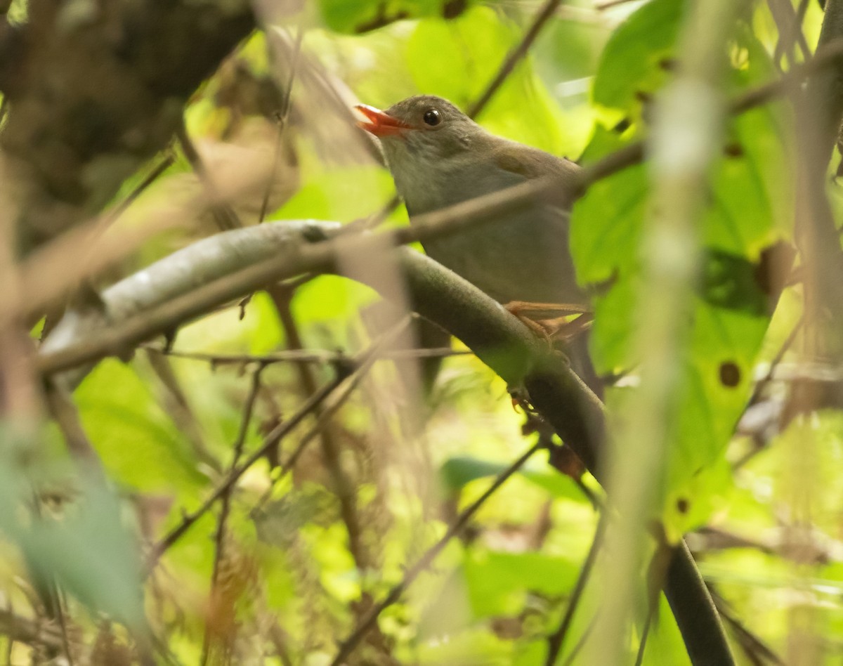 Orange-billed Nightingale-Thrush (Orange-billed) - ML417816391