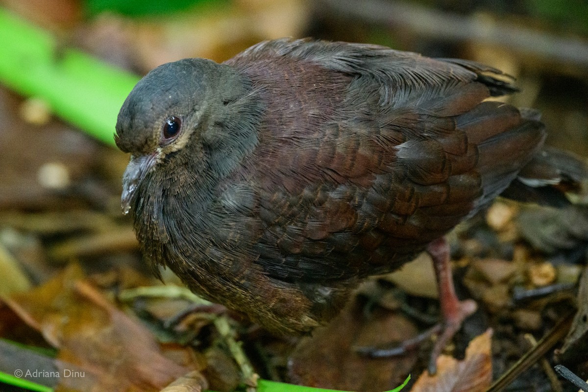 Buff-fronted Quail-Dove - ML417843251