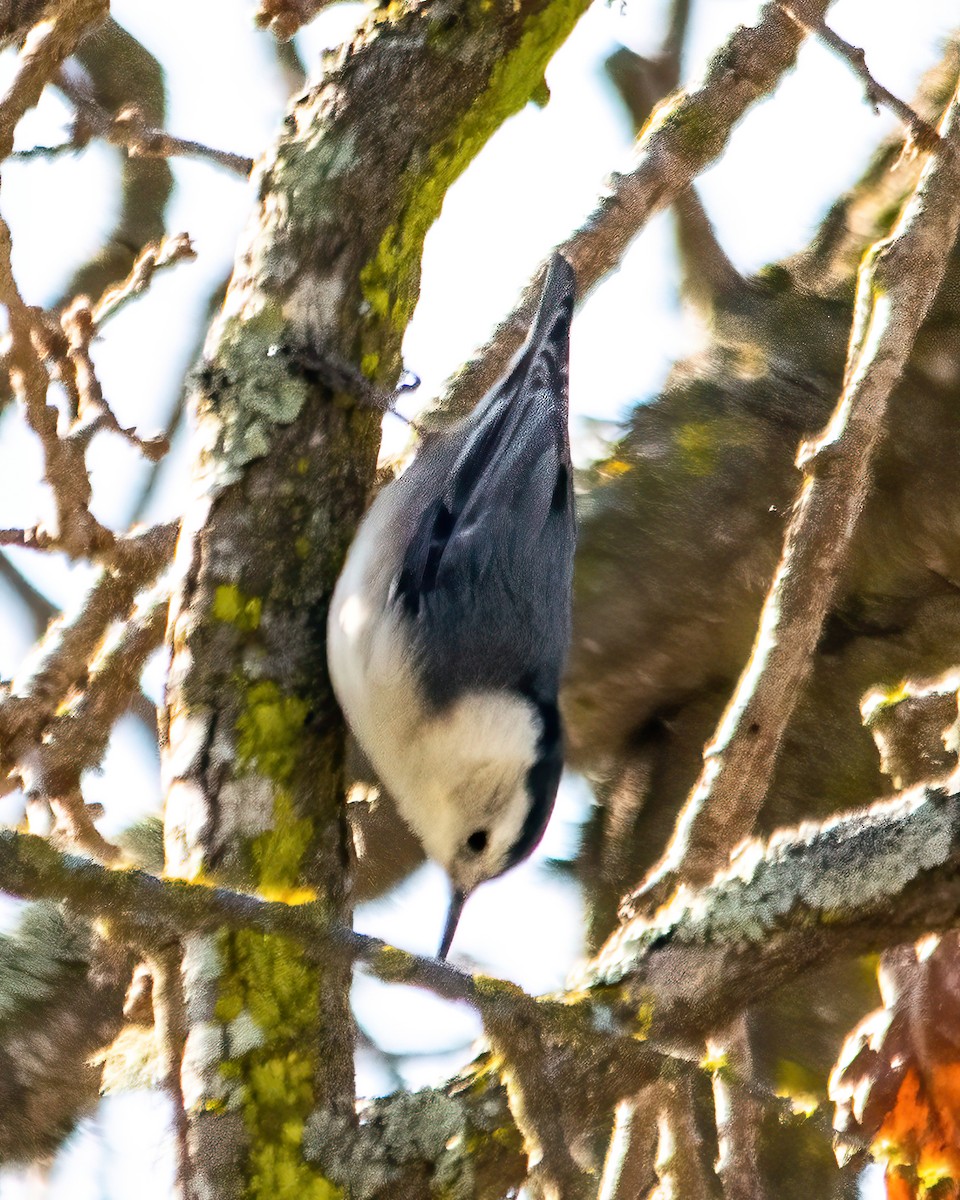 White-breasted Nuthatch - Peggy Romfh