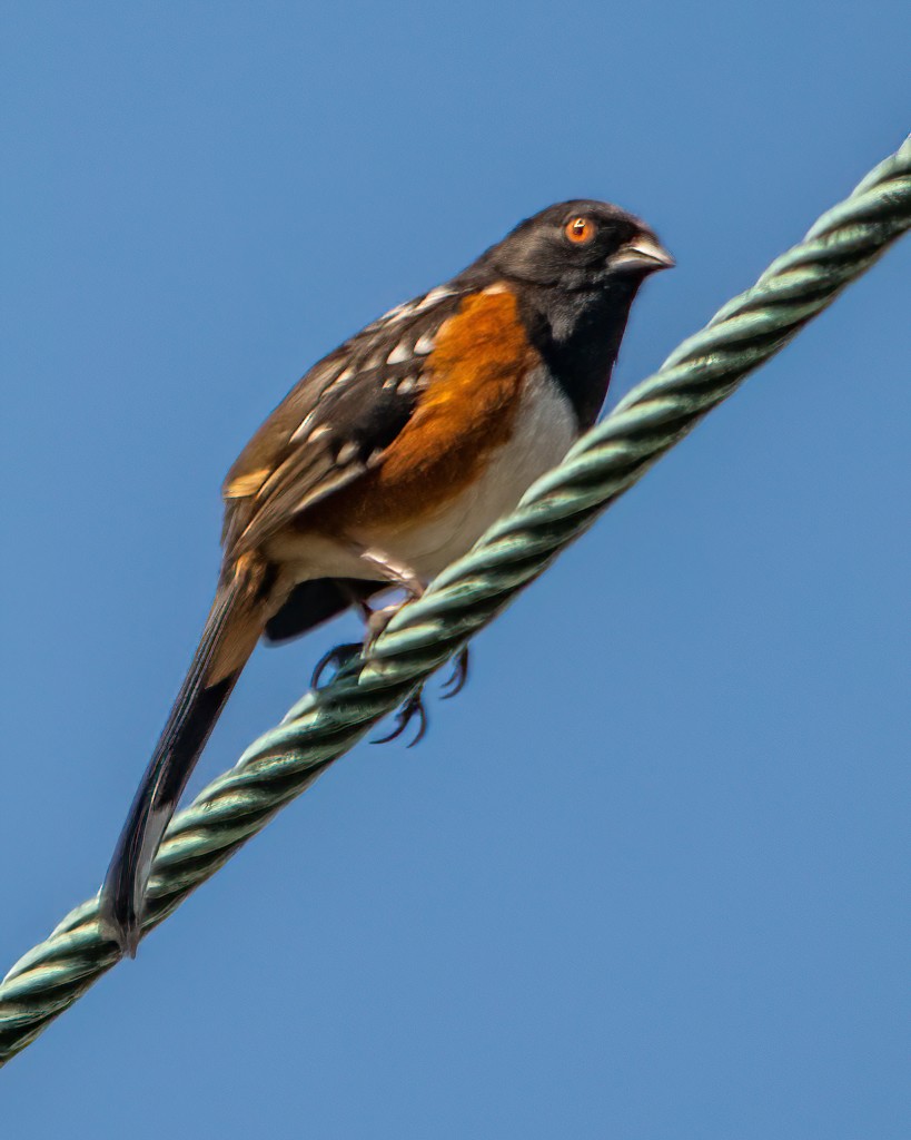 Spotted Towhee - ML417849691