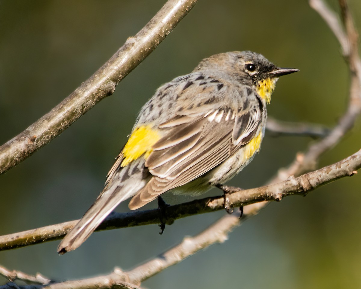 Yellow-rumped Warbler - Peggy Romfh