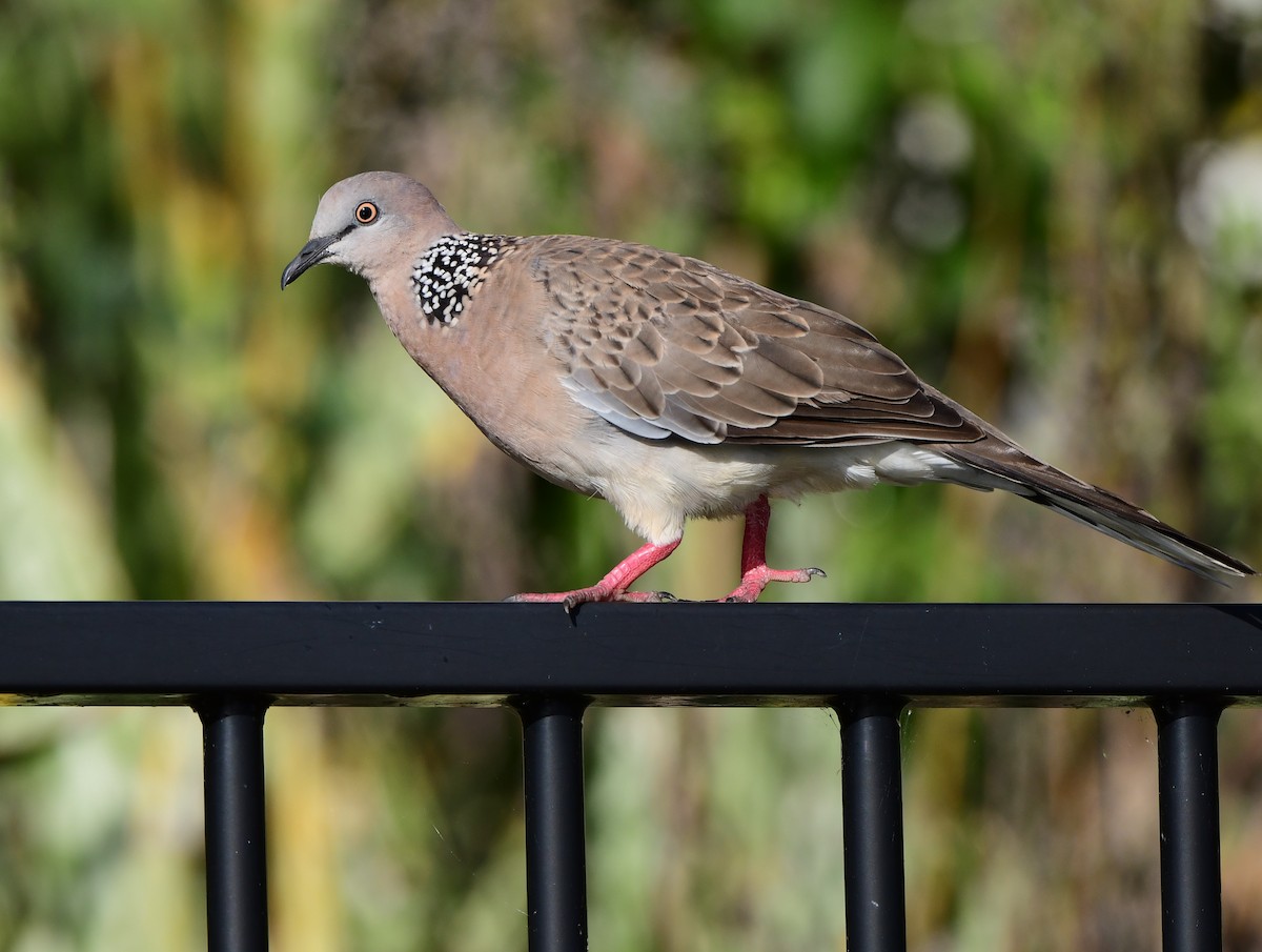 Spotted Dove - ML417860221