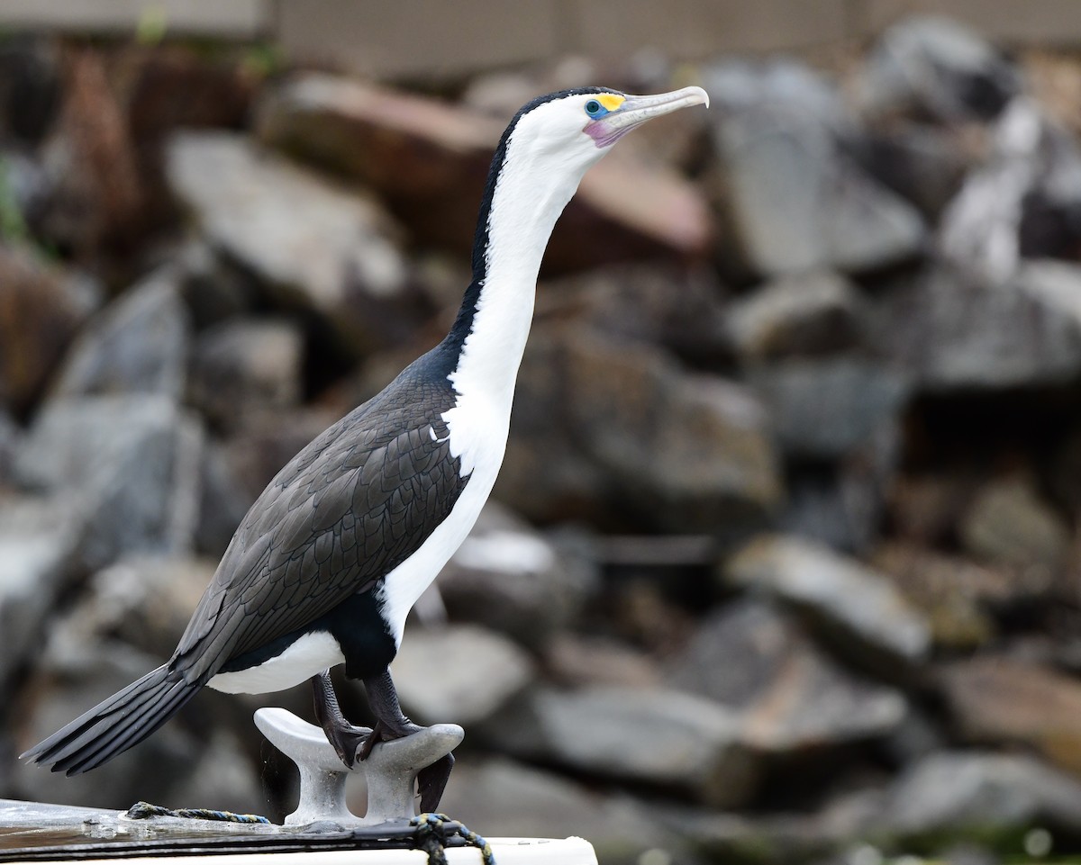 Pied Cormorant - Andy Gee