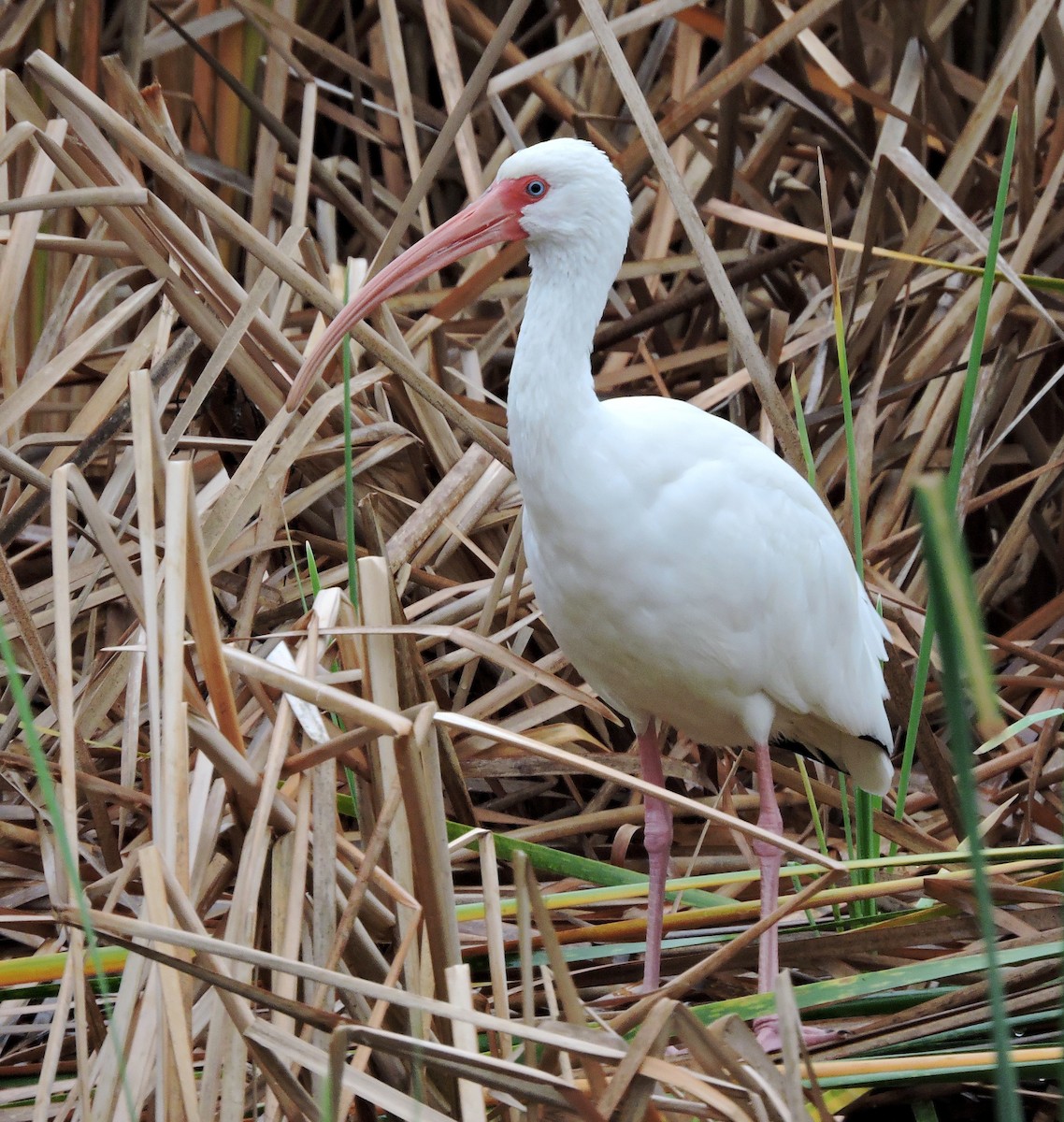 ibis bílý - ML41787081