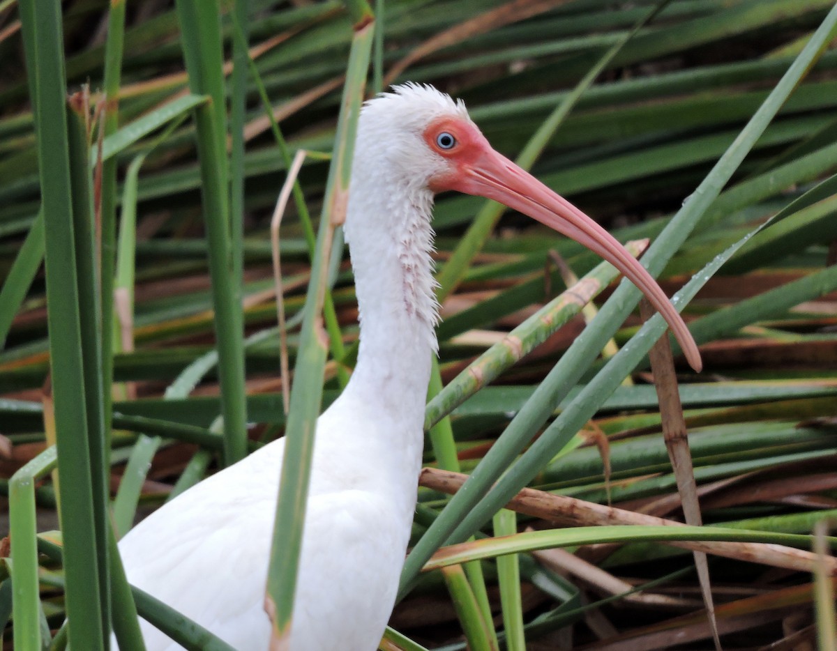 ibis bílý - ML41787091