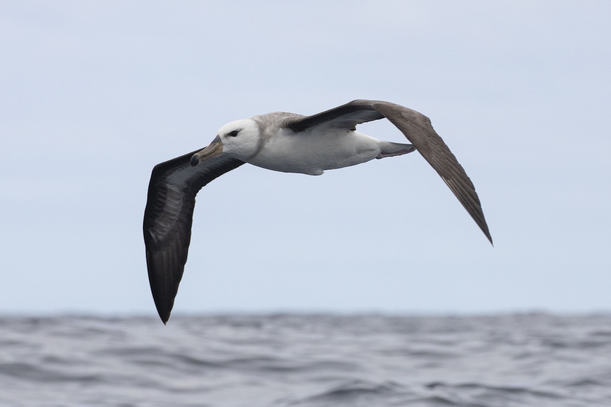 Black-browed Albatross (Black-browed) - ML417872211