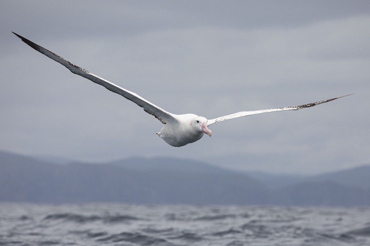 Snowy Albatross - ML417872741