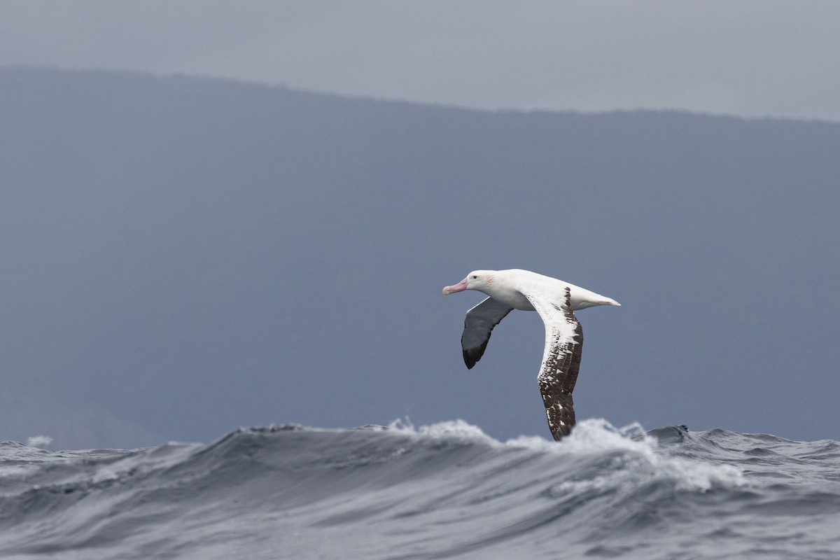 Snowy Albatross - ML417872761