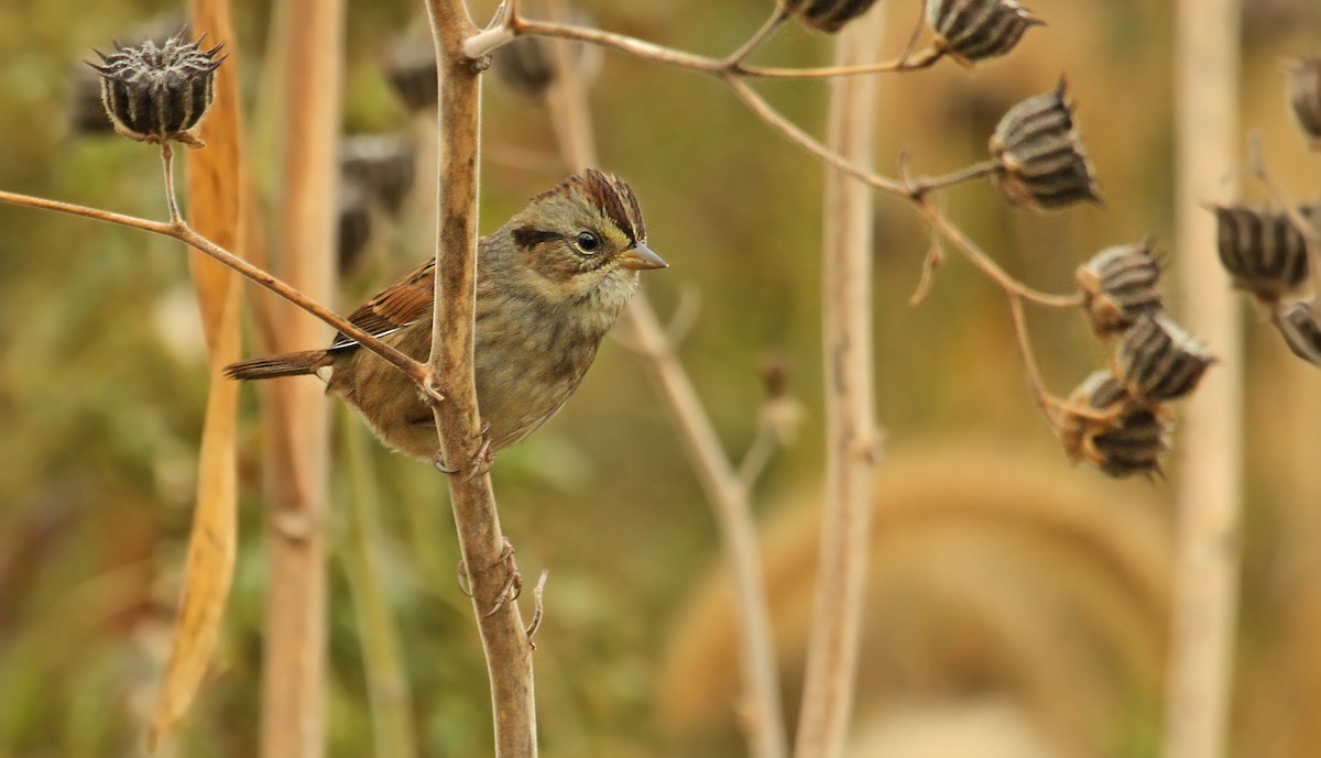 Swamp Sparrow - ML41787591