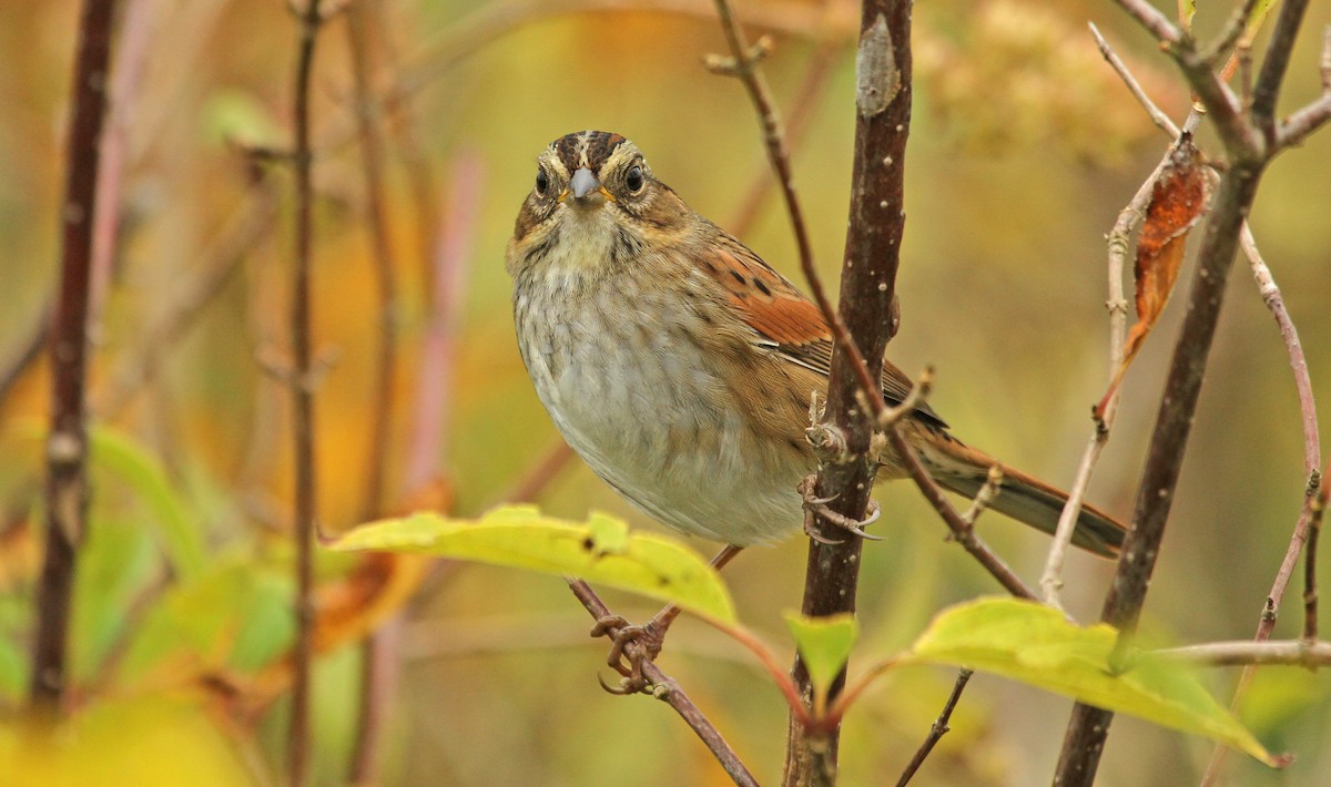 Swamp Sparrow - ML41787811