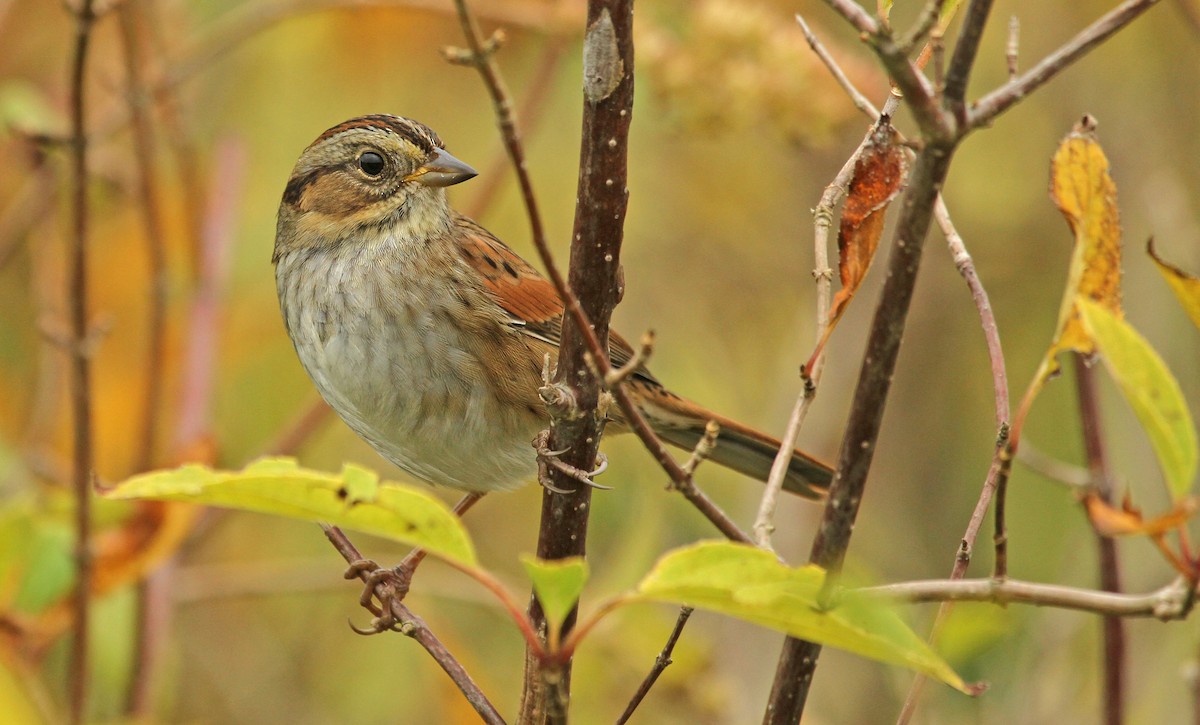 Swamp Sparrow - ML41787821