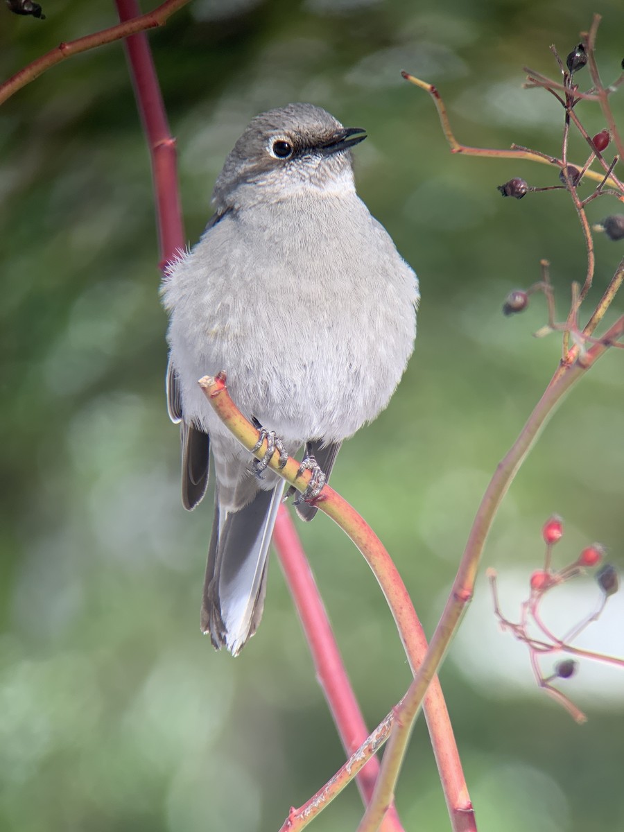 Townsend's Solitaire - ML417879161