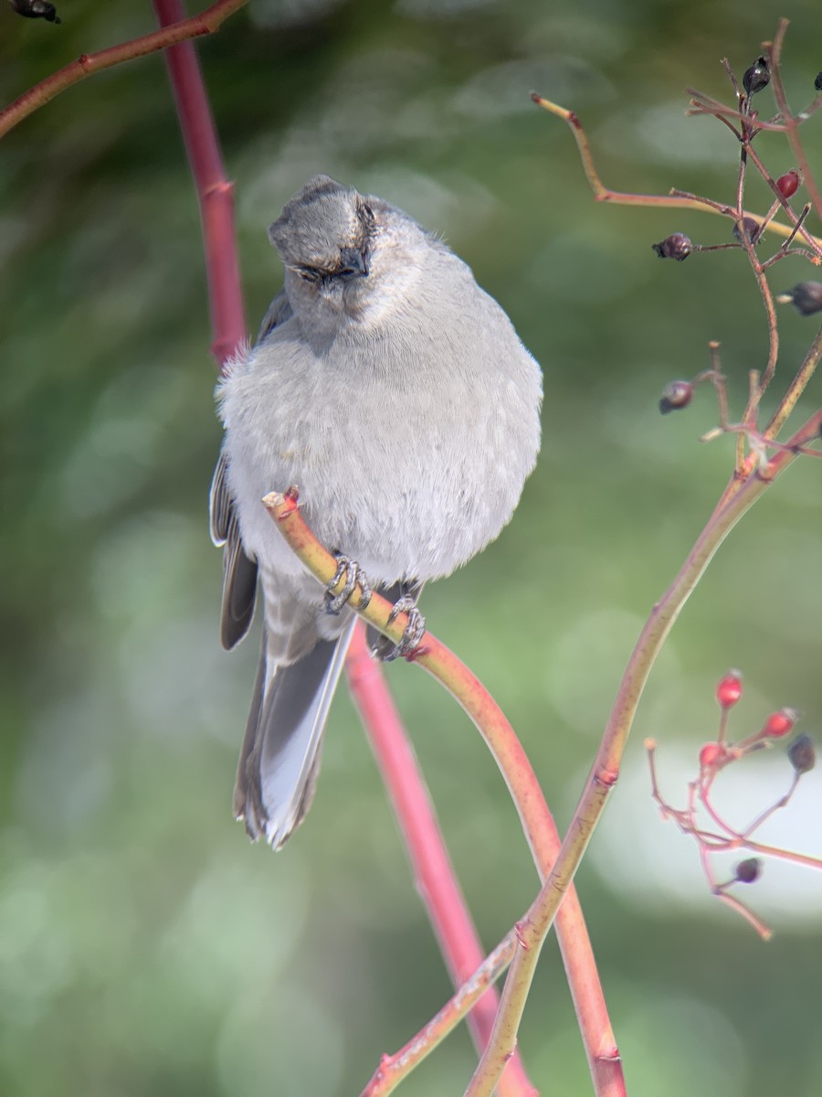 Townsend's Solitaire - ML417879191