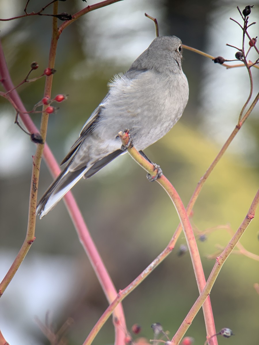Townsend's Solitaire - ML417879231