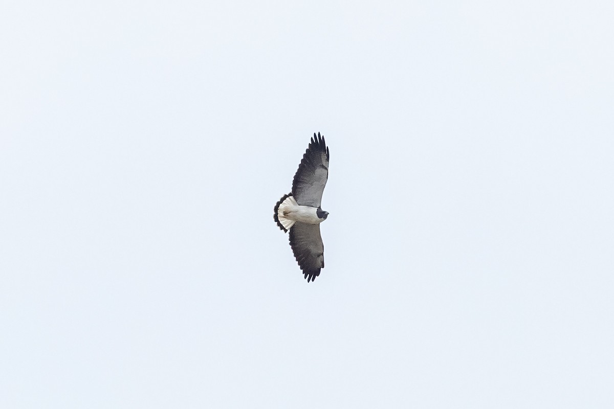 White-tailed Hawk - ML417892301