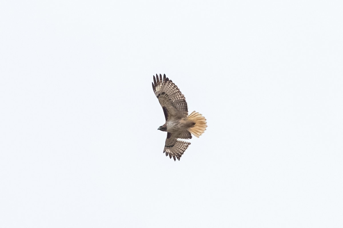 Red-tailed Hawk - ML417892351
