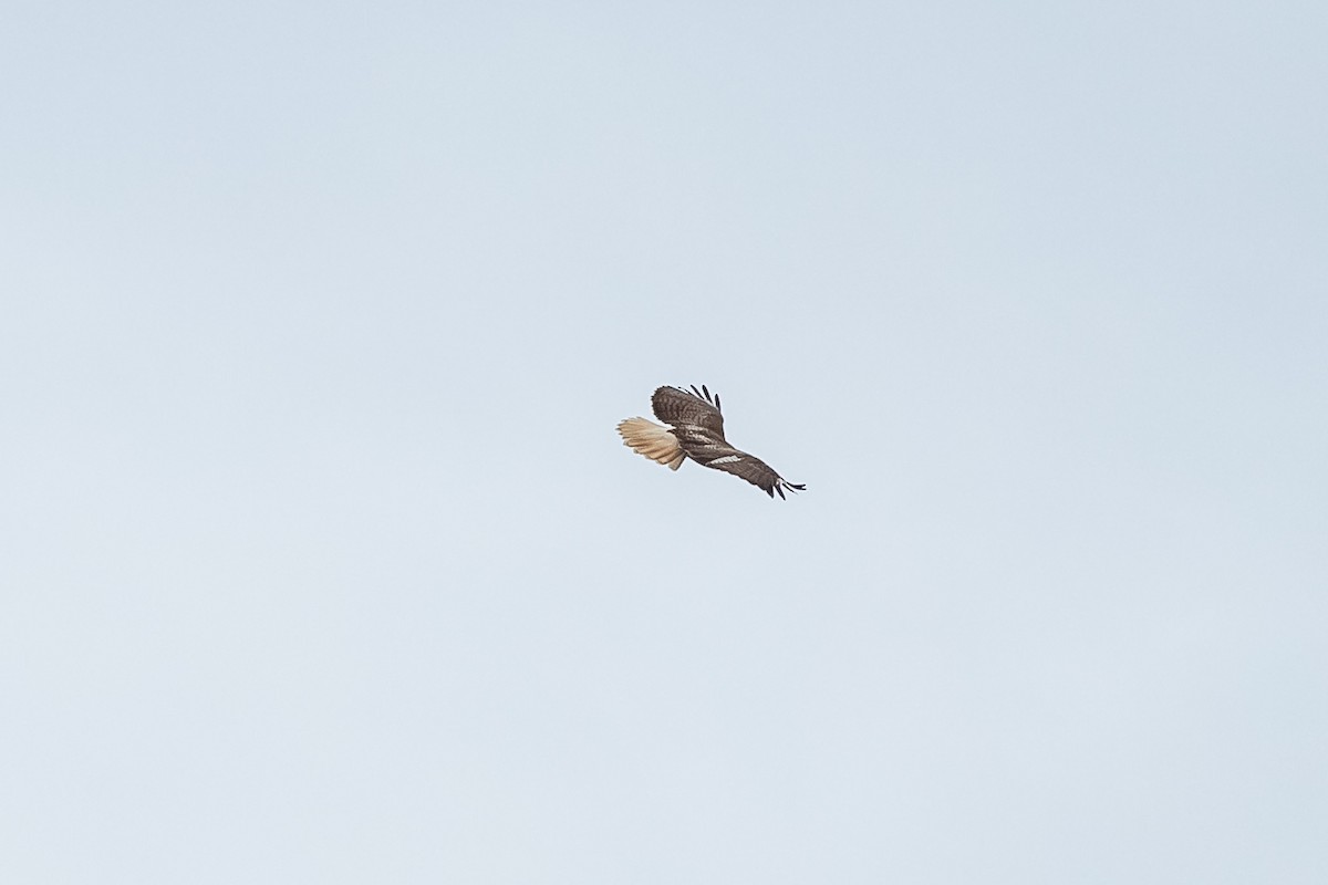 Red-tailed Hawk - ML417892361
