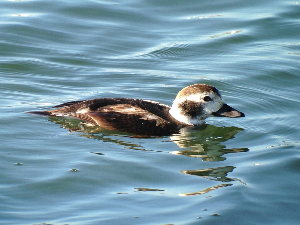 Long-tailed Duck - ML41789351
