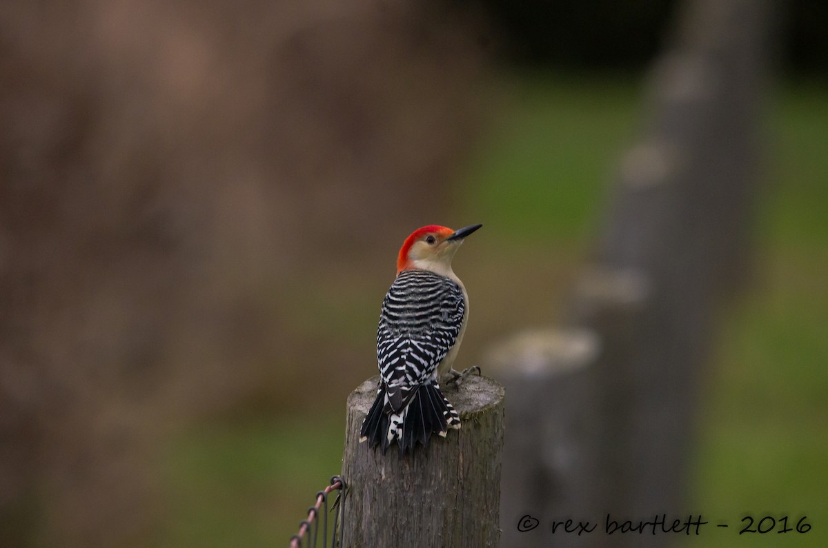 Red-bellied Woodpecker - ML41789461