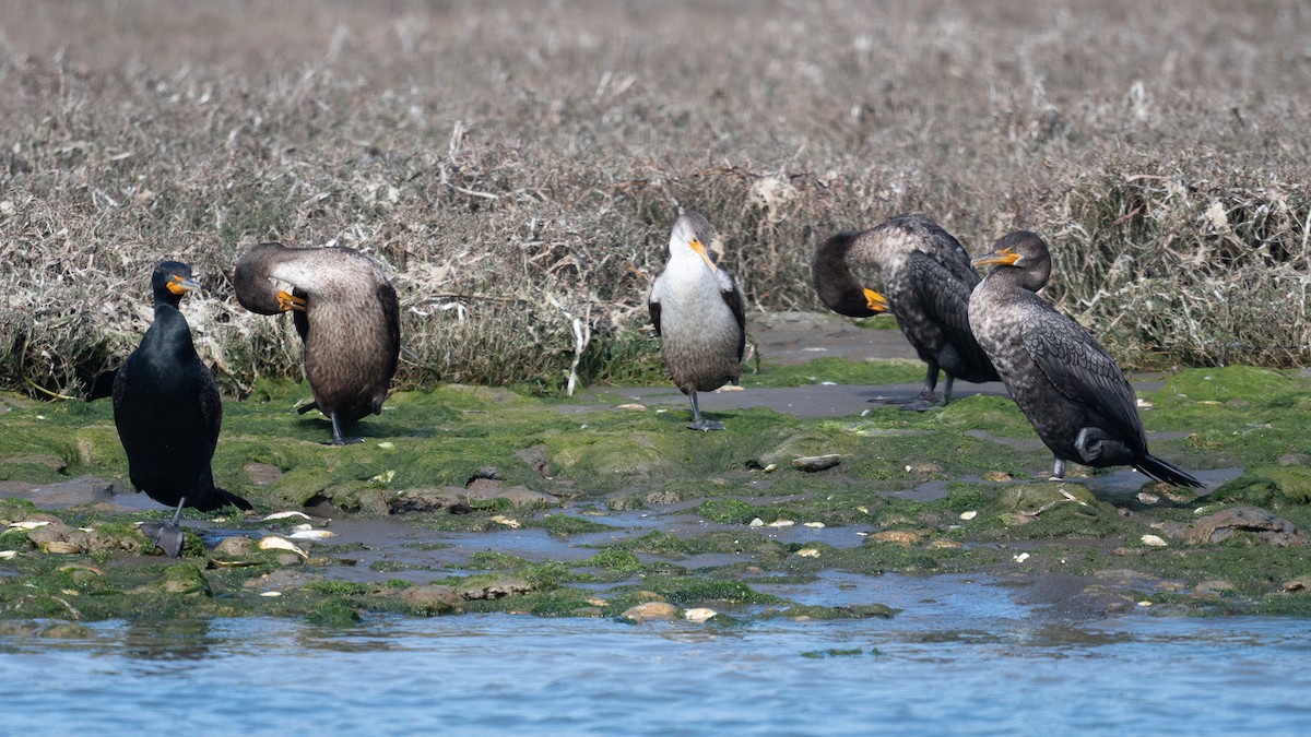 Double-crested Cormorant - Graham Deese