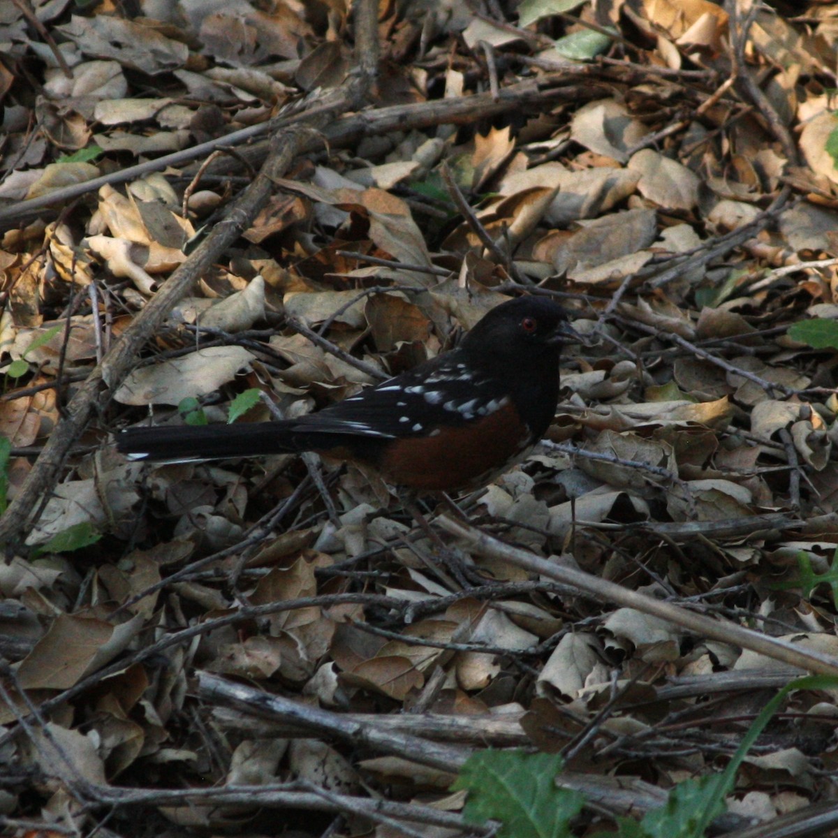 Spotted Towhee - ML417910581