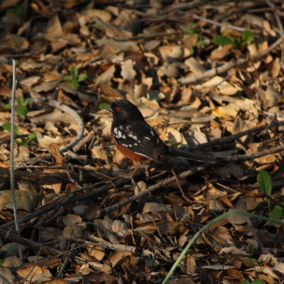 Spotted Towhee - ML417910591