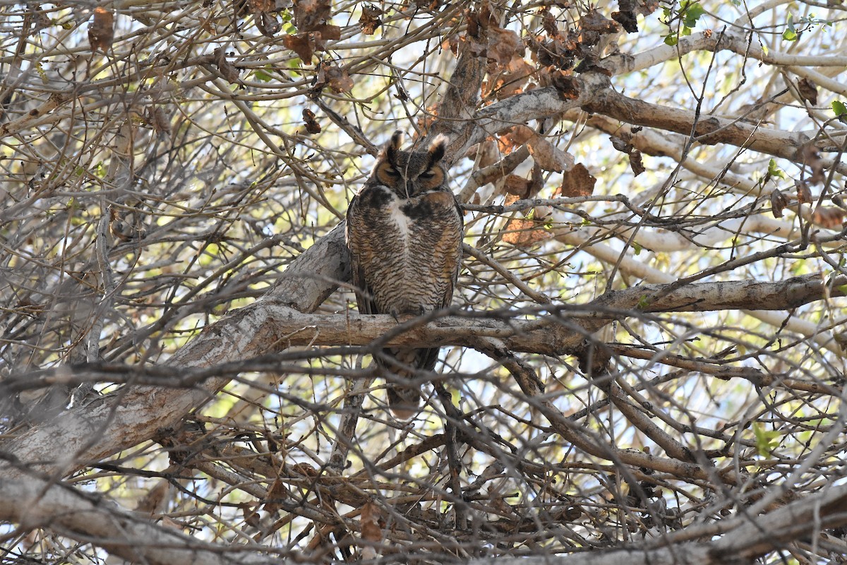 Great Horned Owl - ML417914971