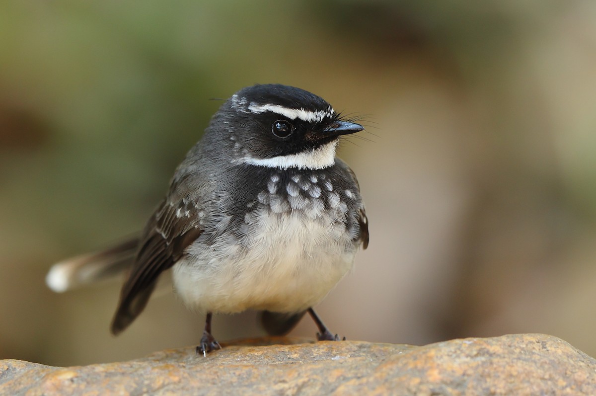 Spot-breasted Fantail - ML417915341
