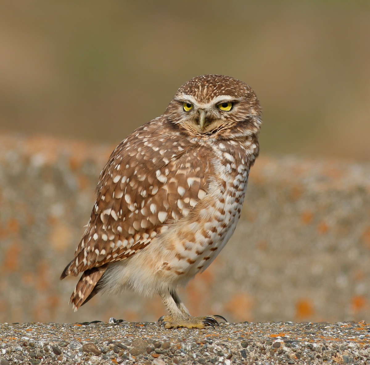 Burrowing Owl - Kirk Swenson