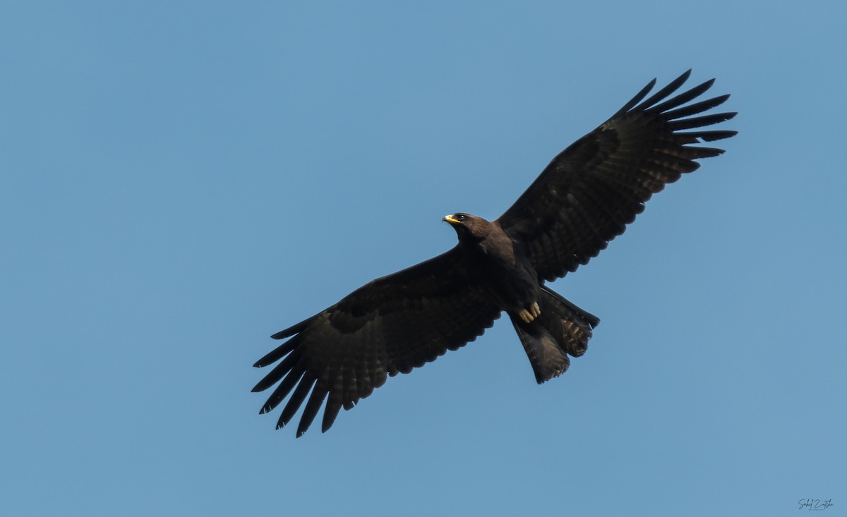 Black Eagle - Sahil 🐧