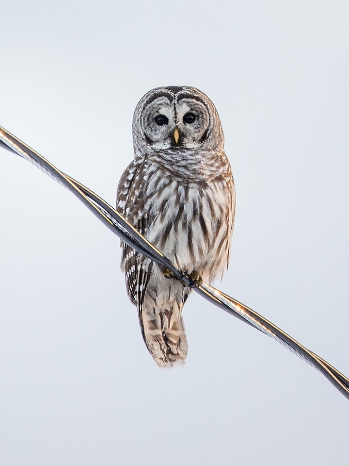 Barred Owl - ML41792411