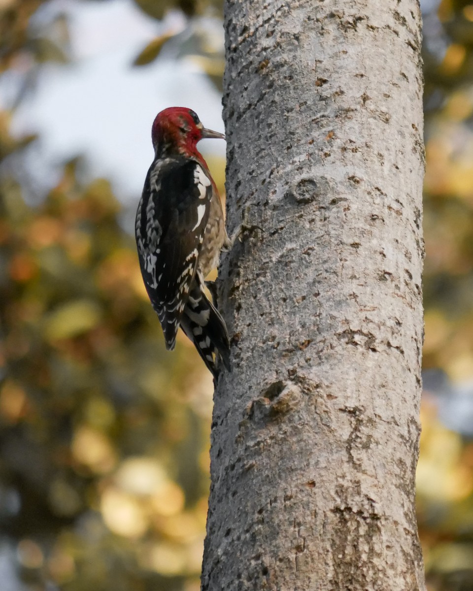Red-breasted Sapsucker - ML417926431