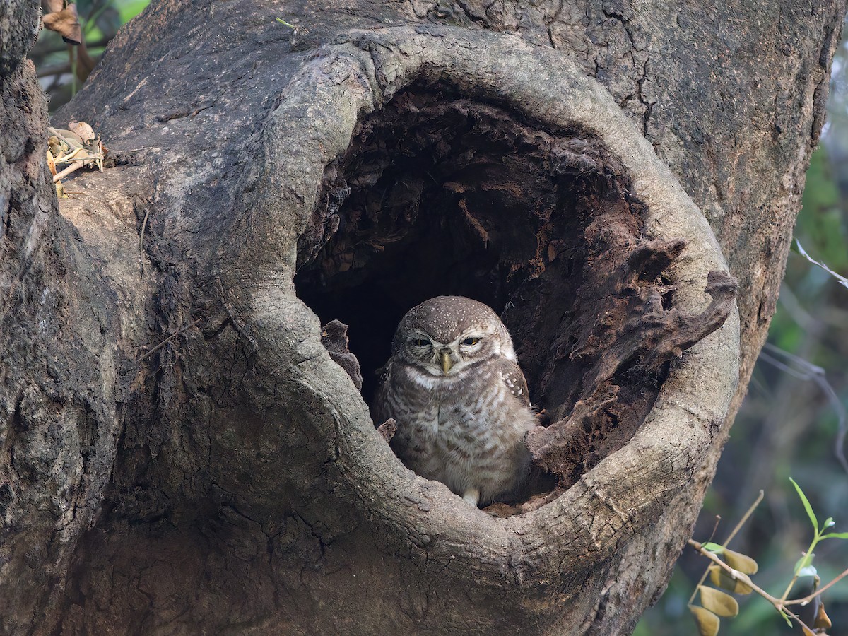 Spotted Owlet - Shekar Vishvanath