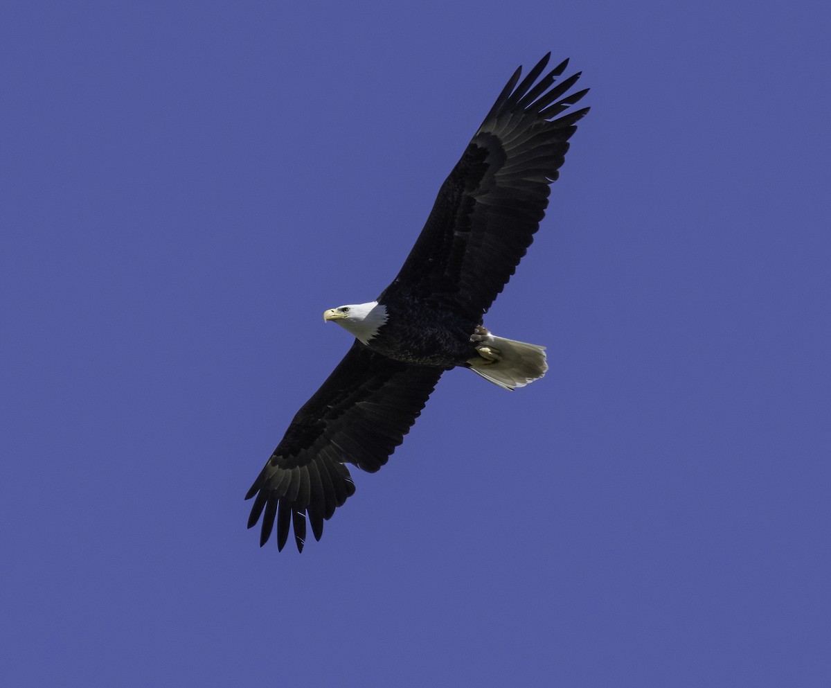 Bald Eagle - ML417938221